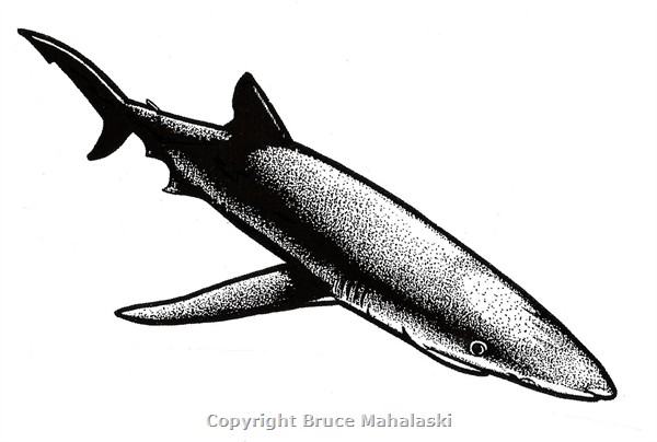 030 - Sharks - Blue Shark Picture -  2
